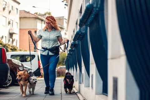 Gelbe Schleife bei Hunden nicht vorgeschrieben