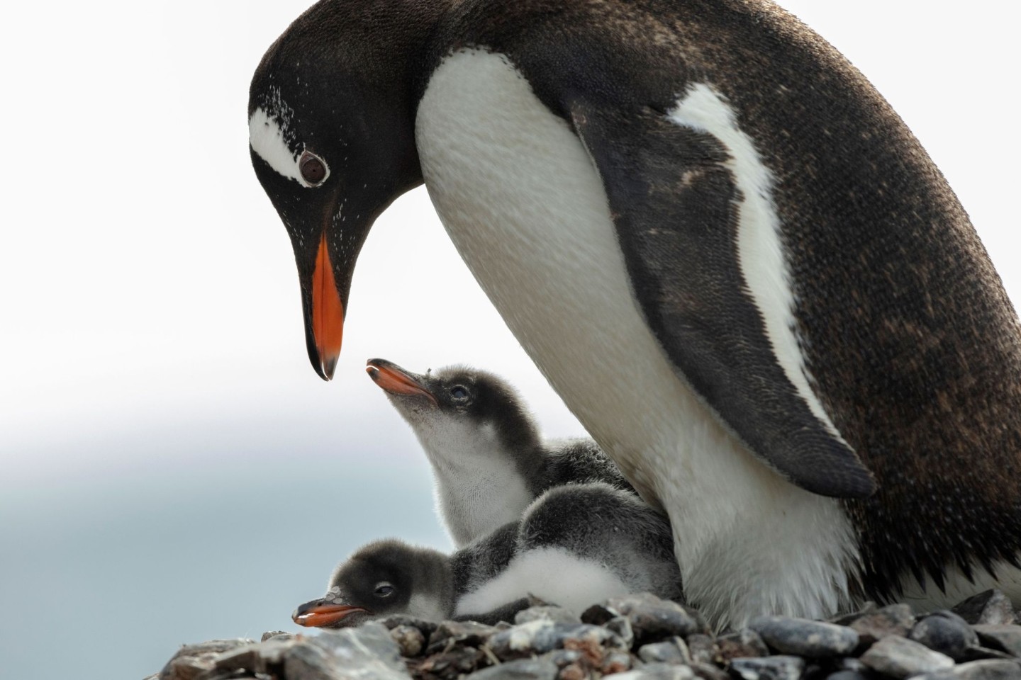 In der Antarktis leben Pinguin-Kolonien. 