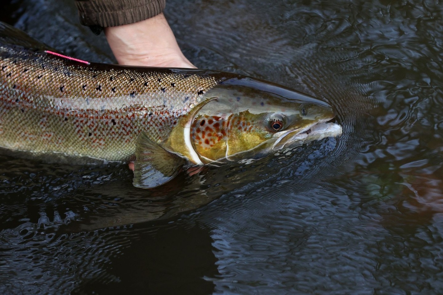 Ein laichreifer Lachs: Der atlantische Lachs ist auf der neuen Roten Liste der bedrohten Arten global nun als «potenziell gefährdet» eingestuft worden.