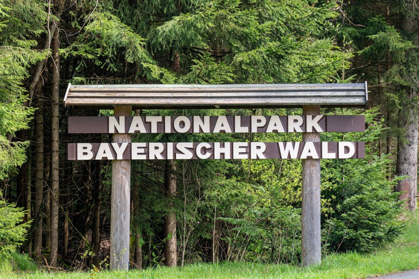 Im Nationalpark Bayerischer Wald werden Bäume mit Pilzen geimpft.