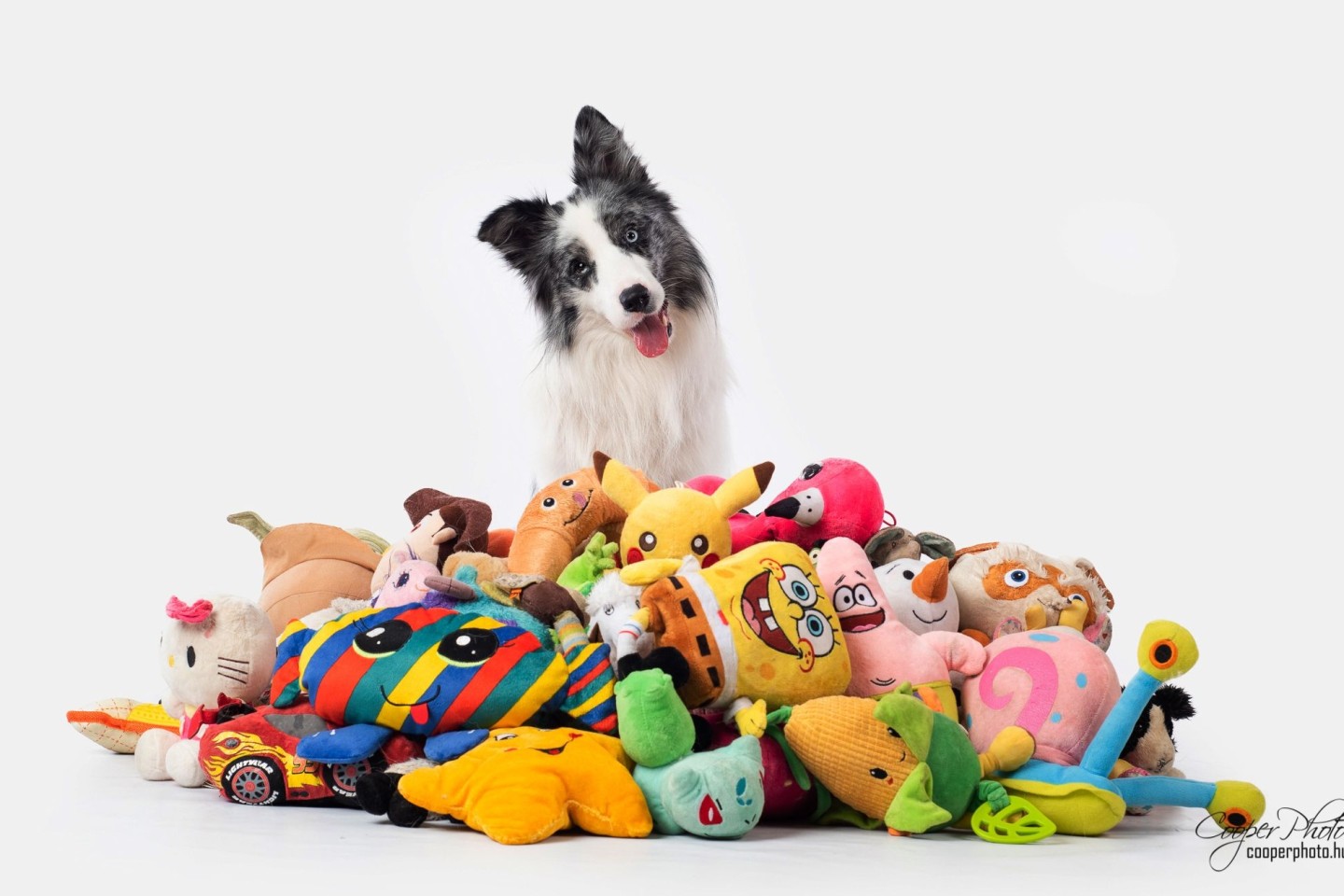 Border Collie Max nahm an einer Studie mit Spielzeug teil. Auch nach zwei Jahren erinnerte er sich noch an die Begriffe.