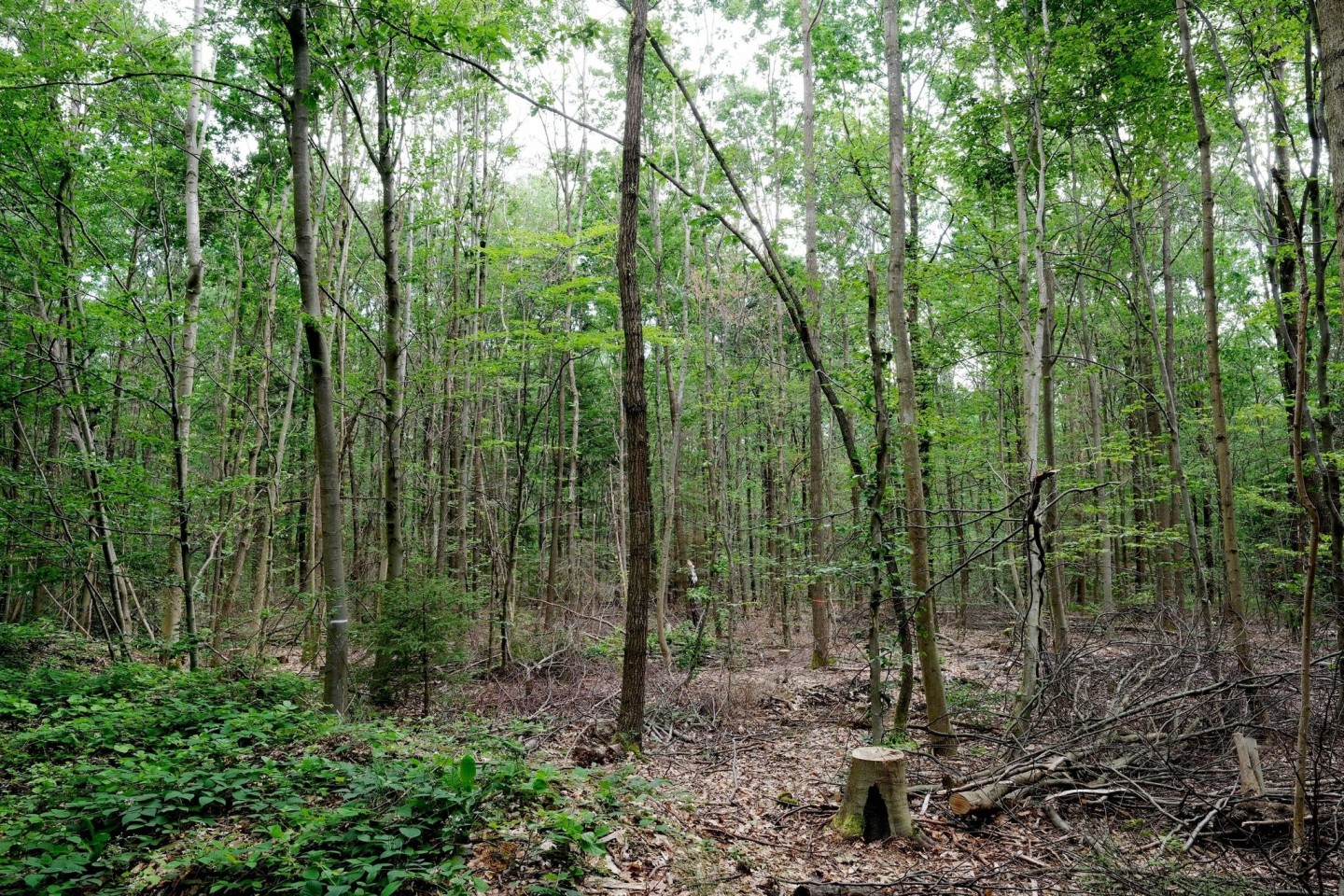 «Wir müssen die anfälligen, naturfernen Waldbestände zu naturnahen, klimafesten Mischwäldern entwickeln.»