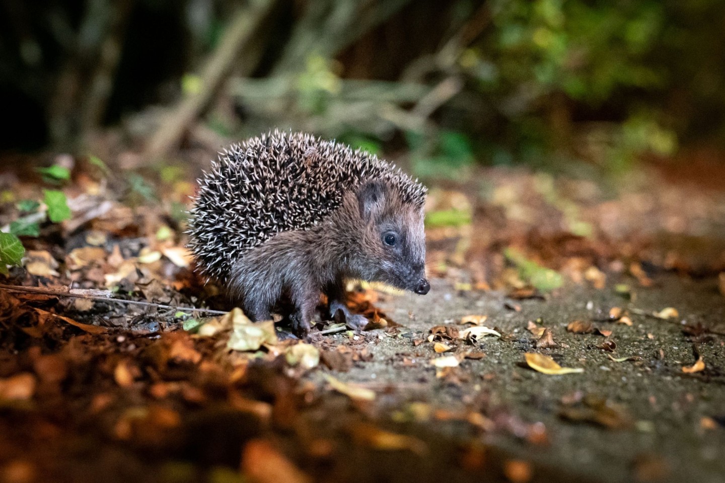 Der Igel ist zum Tier des Jahres 2024 gewählt worden.