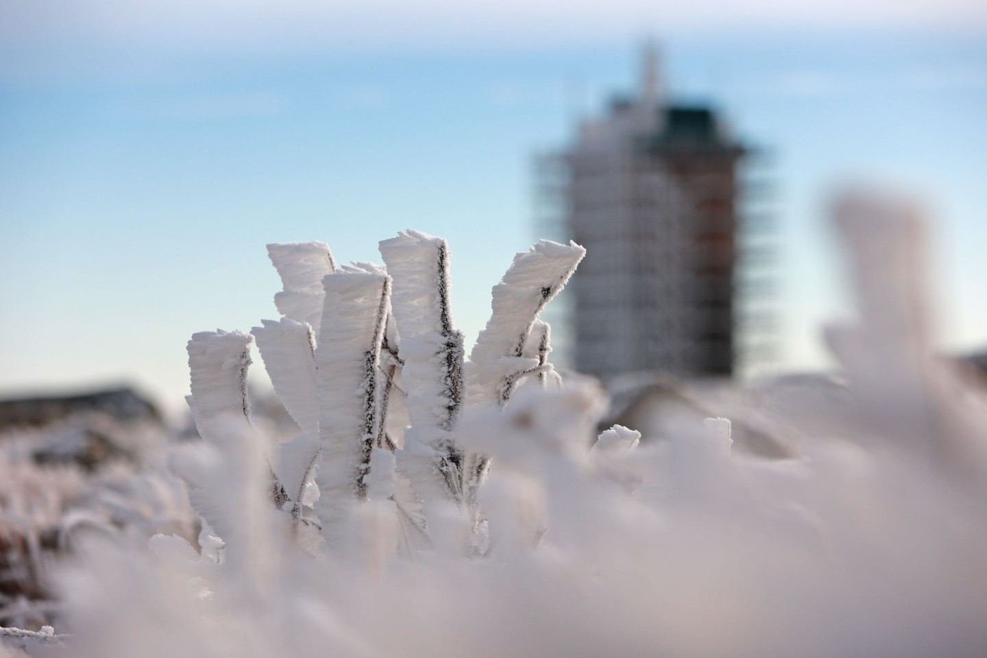 Eiskristalle bilden sich bereits an den Gräsern und Pflanzen am Brocken.