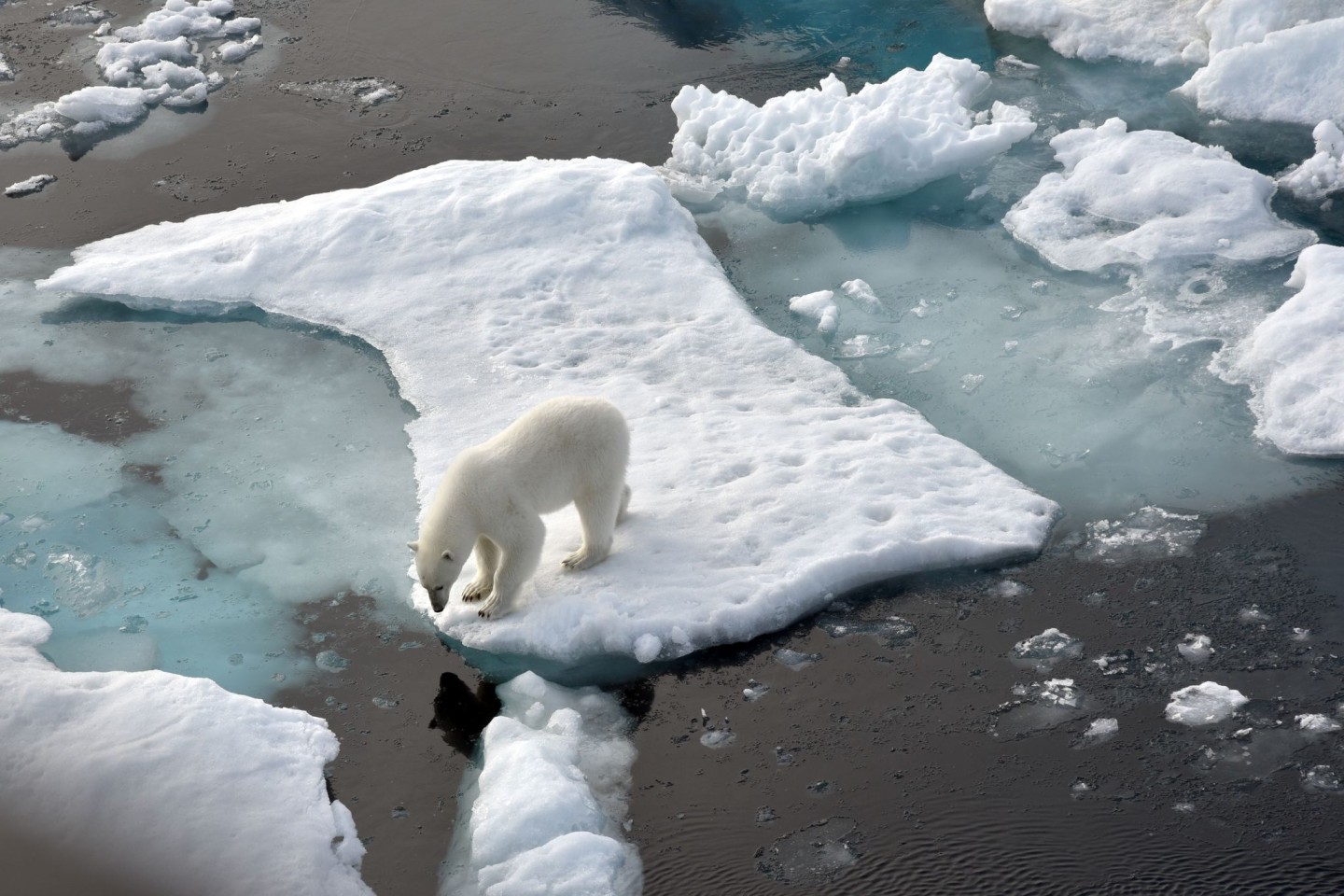 Ein Eisbär steht im Nordpolarmeer auf einer Eisscholle. Nun wurde ein Artgenosse auf Island gesichtet. (Archivbild)