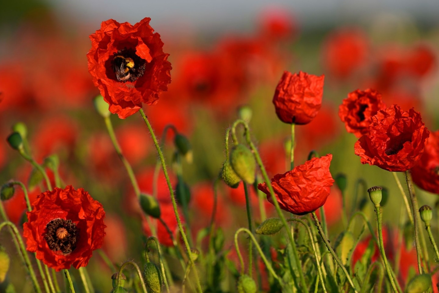 Der Klatschmohn blüht am Wegesrand zwischen Weimar und Apolda. Wie geht der Sommer weiter?