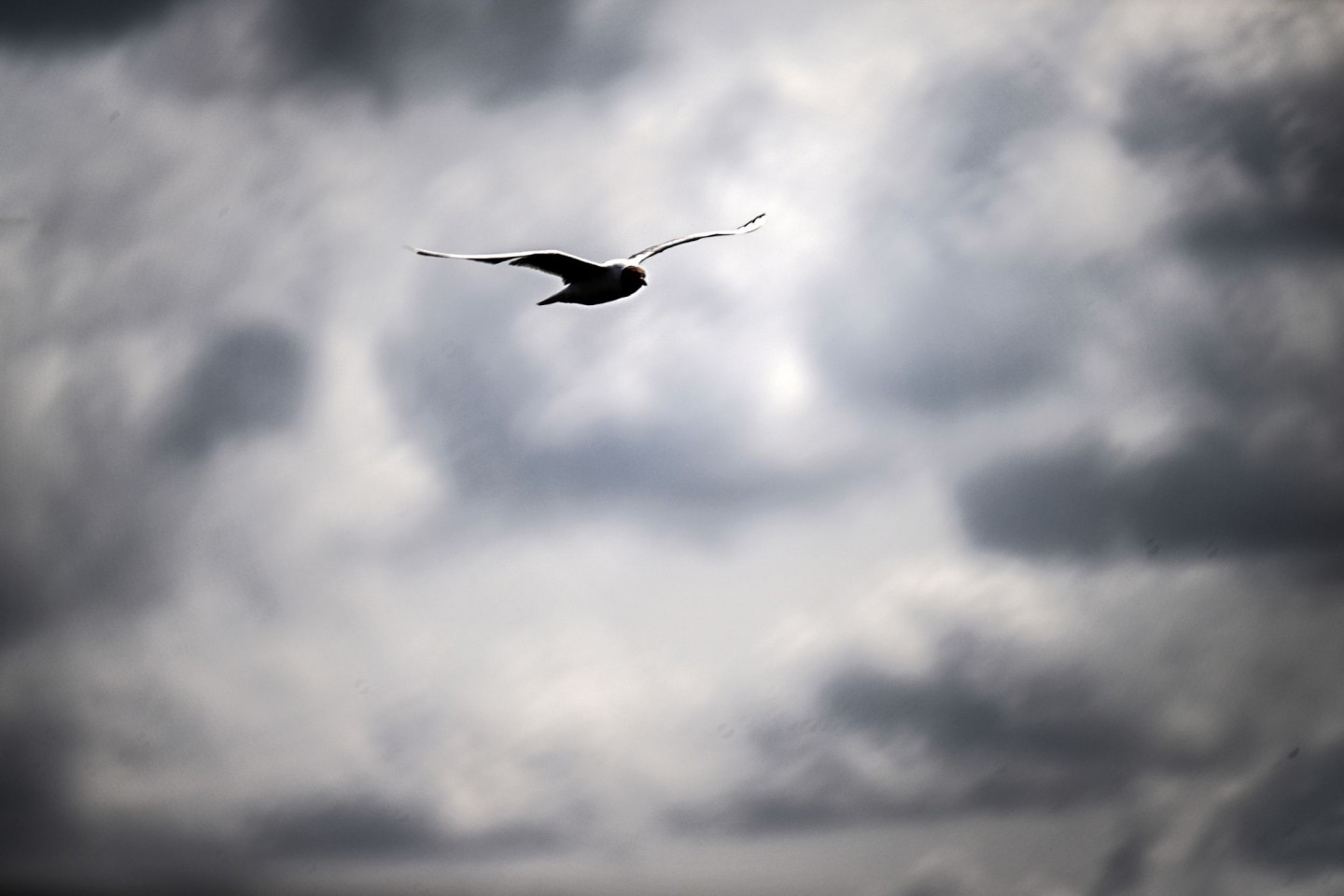 Eine Möwe vor einem wolkenverhangenen Himmel.