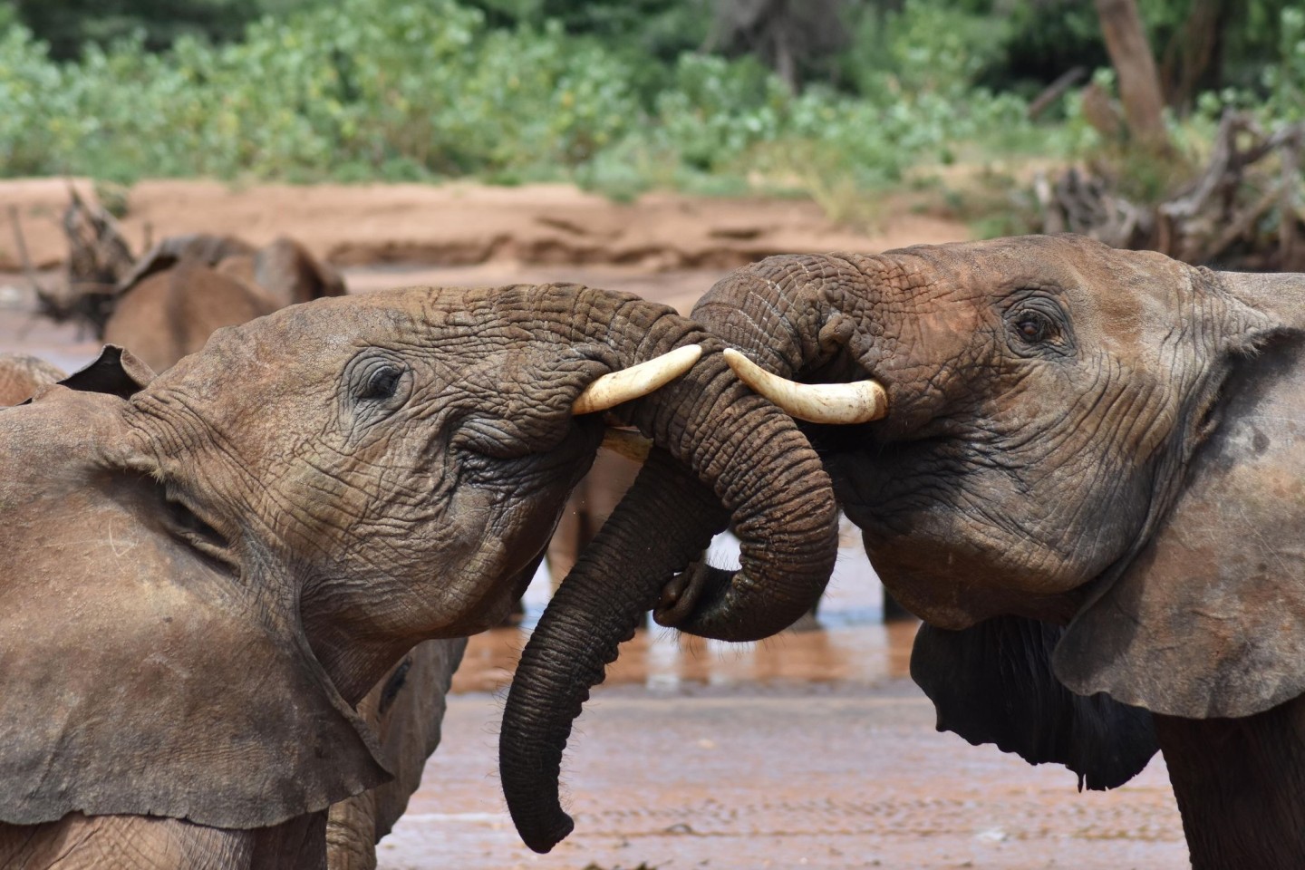 Elefanten sprechen sich einer Studie zufolge womöglich mit namenähnlichen Rufen an.