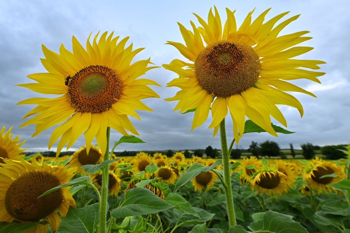 Sonnenblumen leuchten in Gelb vor dem regengrauen Himmel am Erfurter Stadtrand.