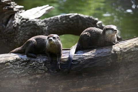Kampf gegen Speckrollen: Auch Otter brauchen Sport