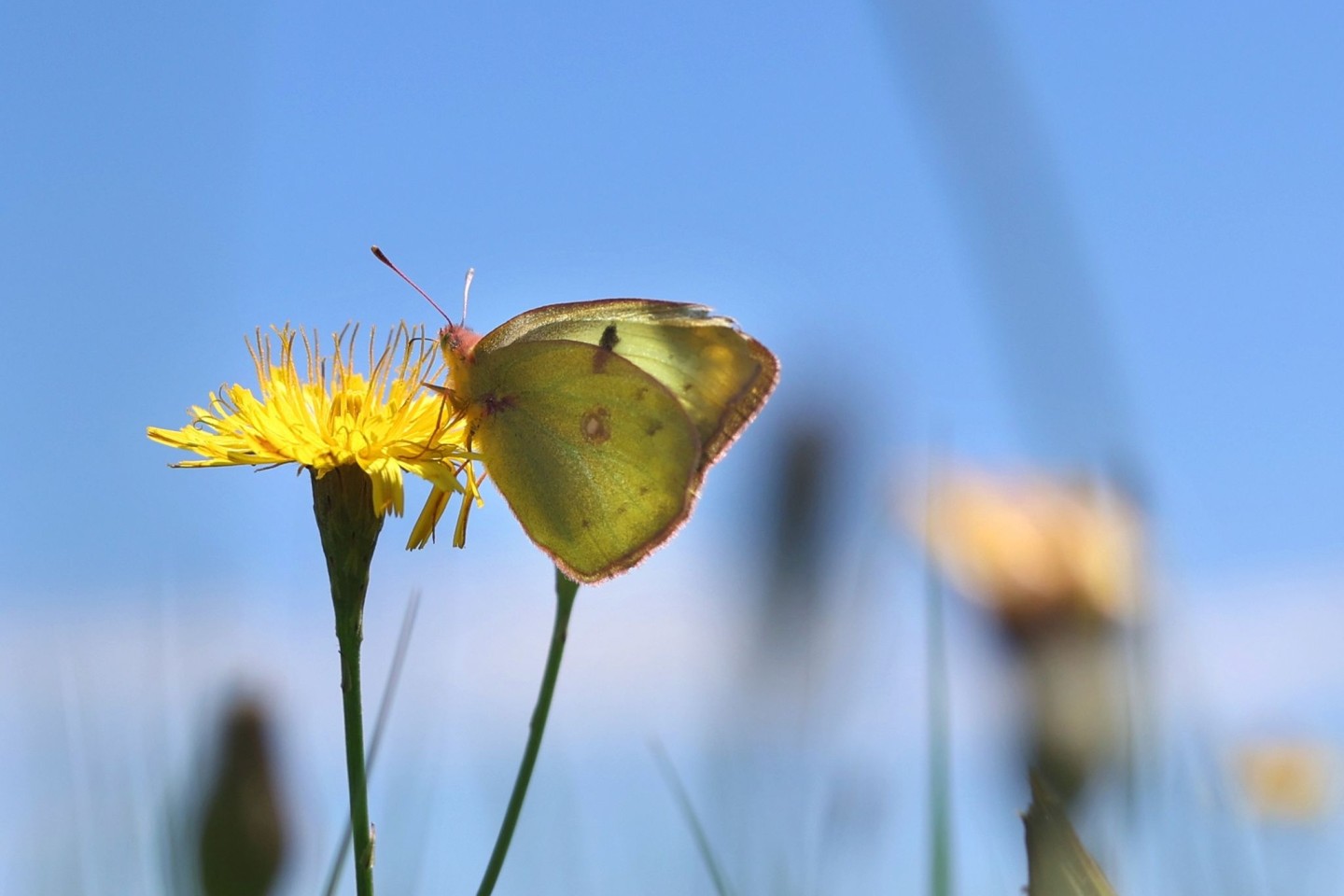 Ein Weißklee-Gelbling sitzt auf einer Blume.