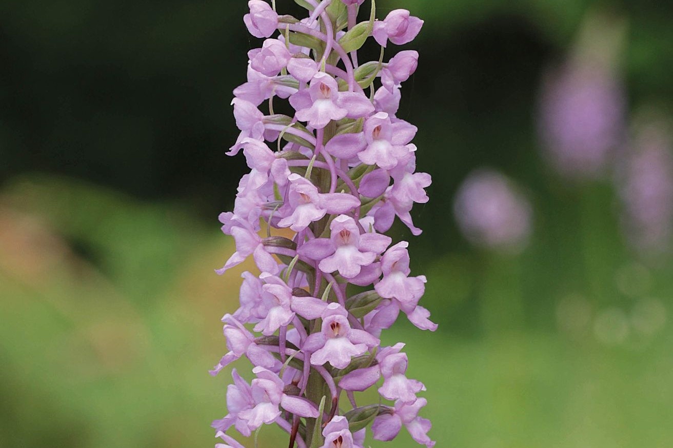 Die Mücken-Händelwurz ist zur Orchidee des Jahres 2024 ernannt worden.