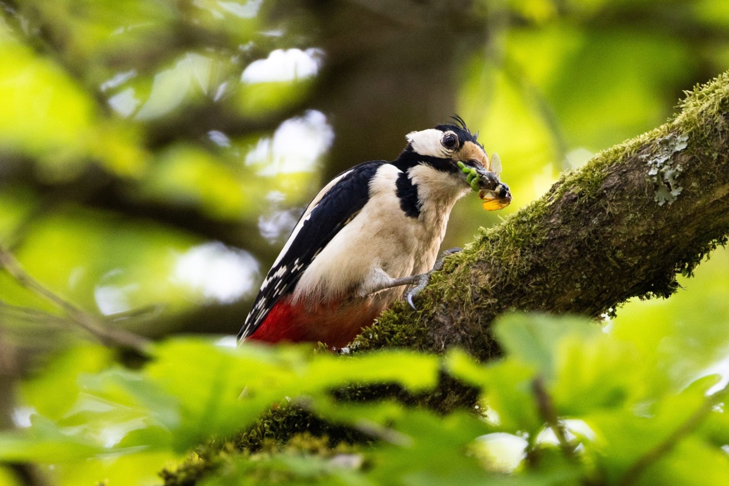 Typische Waldvögel, wie der Buntspecht, sind immer häufiger in Wohngebieten vorzufinden.