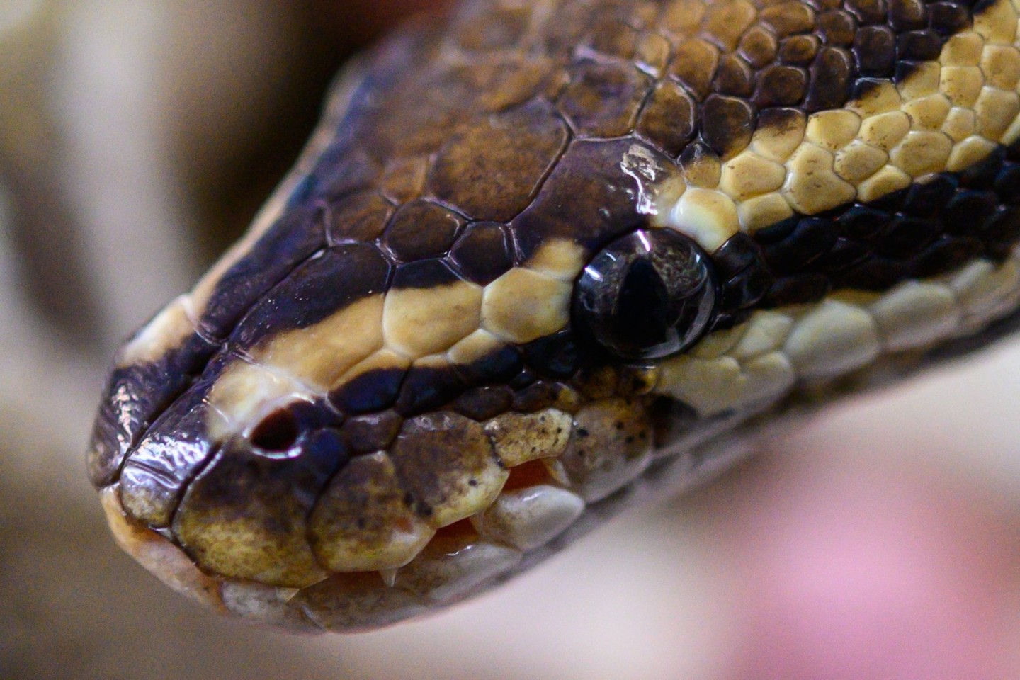 Ein Mann wollte 47 Pythons in Indien einschmuggeln (Archivbild).