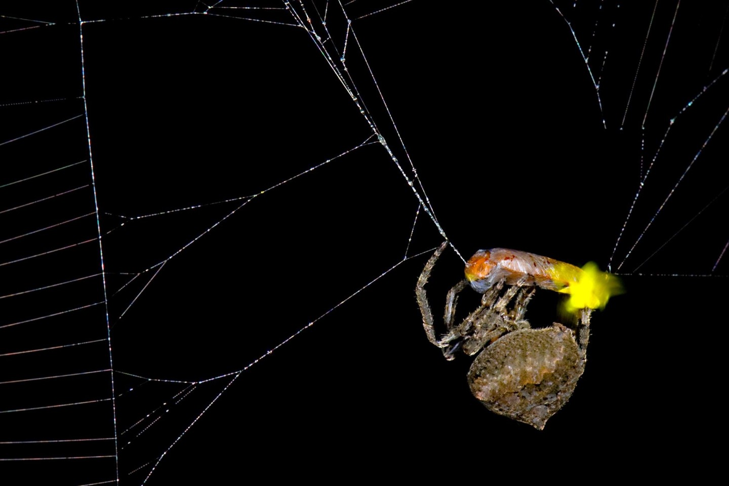 Die Spinne Araneus ventricosus verschnürt ein männliches Glühwürmchen. 