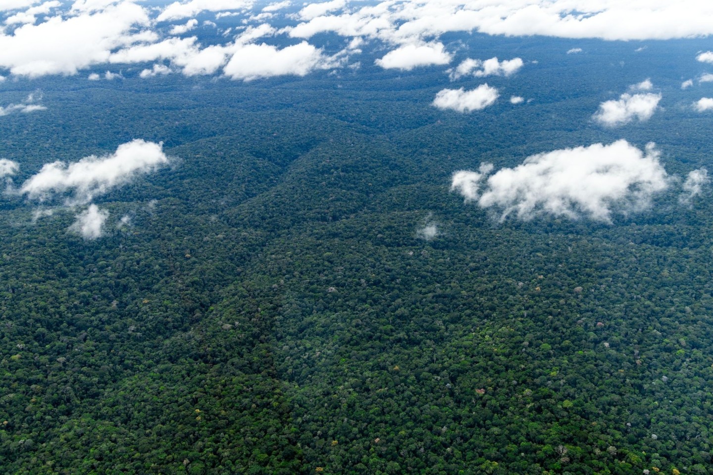 Der Amazonaswald - der weltweit größte tropische Regenwald.