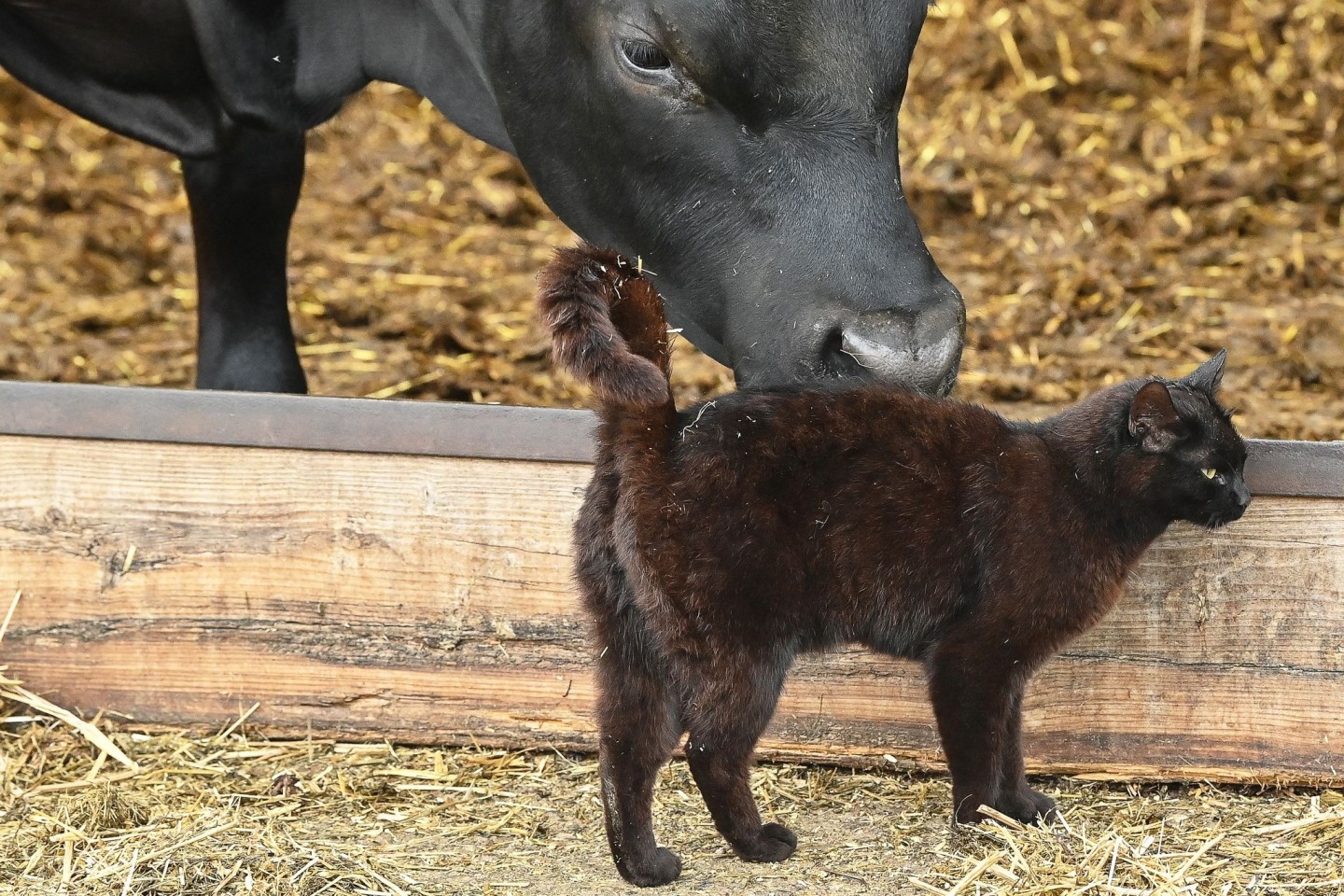 In den USA grassiert bei Milchkühen die Vogelgrippe - nun wurden die Viren bei Katzen in Farmen nachgewiesen. (Symbolbild)