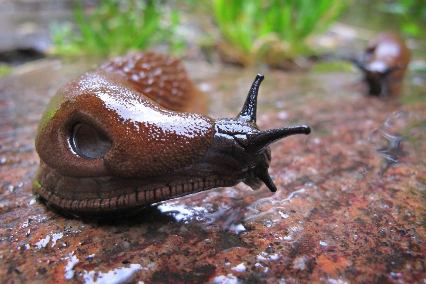 Die Spanische Wegschnecke kommt vielerorts vor - ausgerechnet in Spanien aber nur ganz vereinzelt.