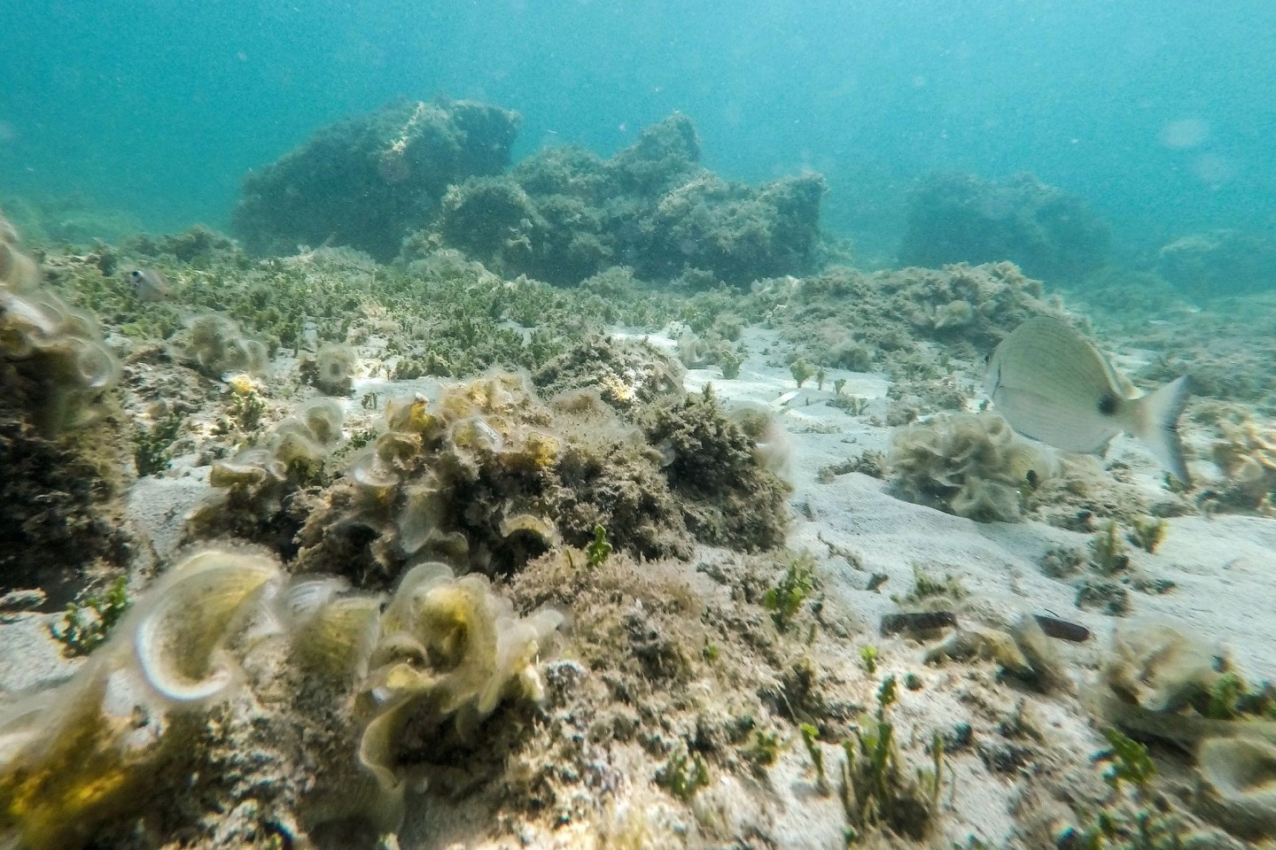 Übertroffen: Der bisherige Höchstwert der an der Oberfläche des Mittelmeers gemessenen Temperatur stammte aus dem Jahr 2003.