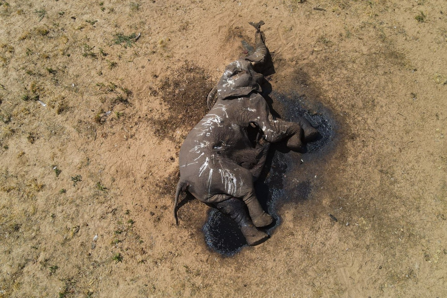 Ein toter Elefant im Hwange-Nationalpark in Simbabwe.