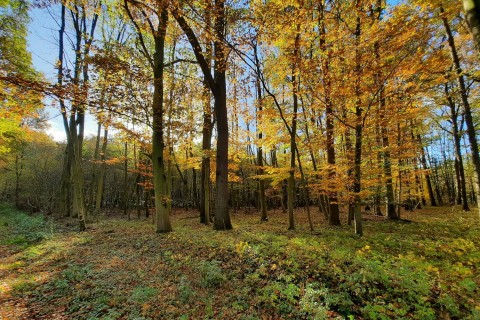 Waldbaden in Beckum: Entspannung für Körper und Geist