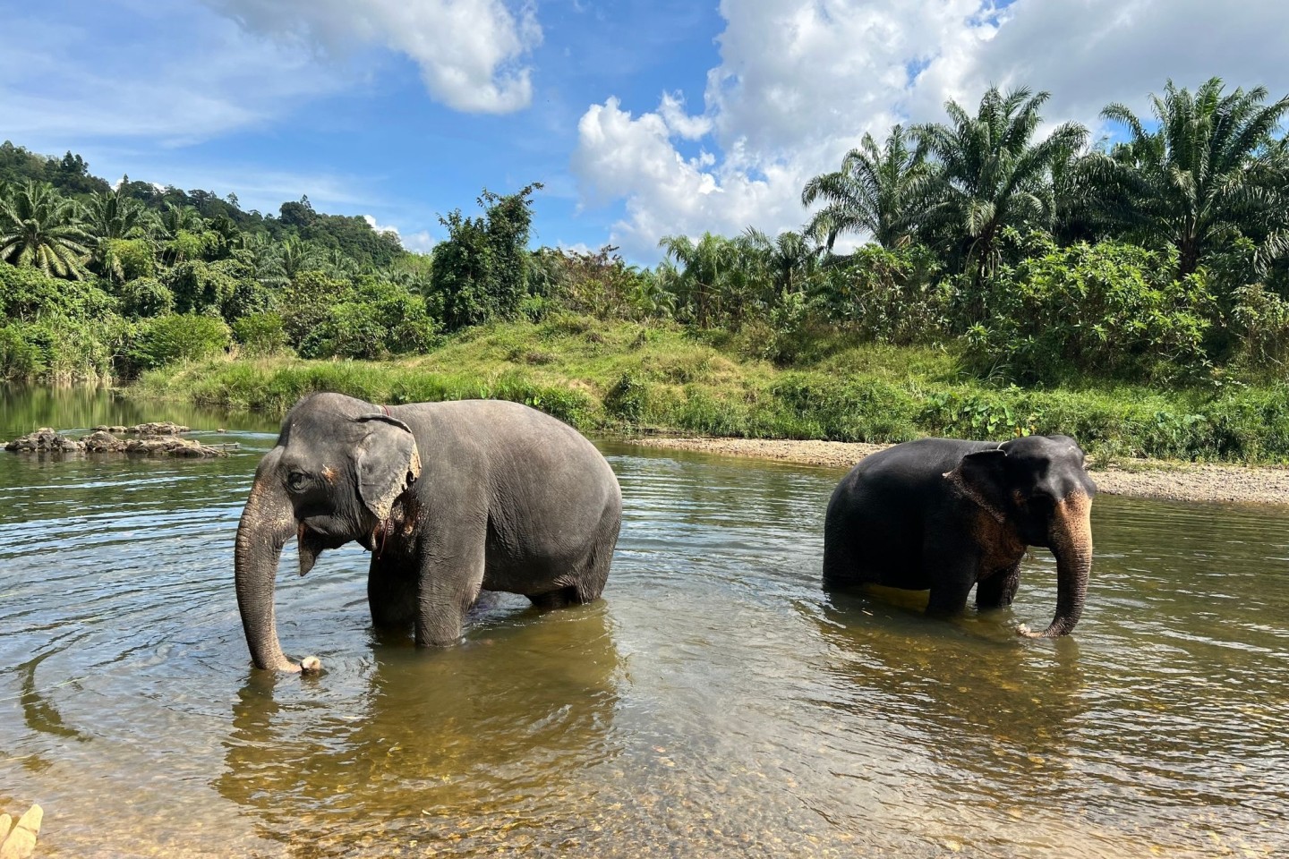 Zwei Elefanten in einem Fluss im Khao Sok Nationalpark im Süden von Thailand.