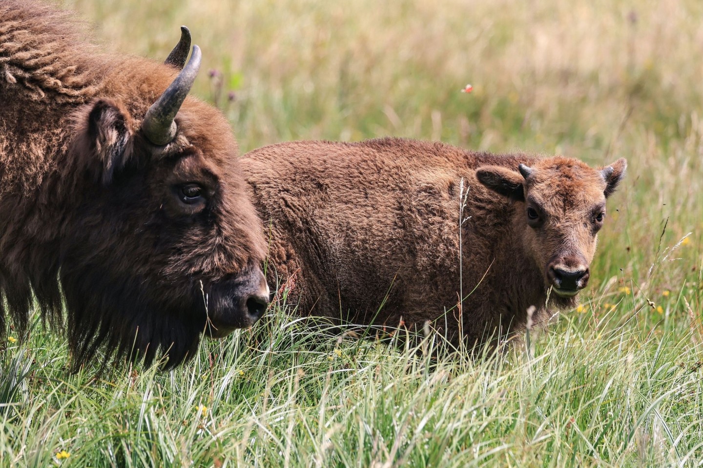 Wie sieht die Zukunft der Wisent-Wildnis im Sauerland aus?