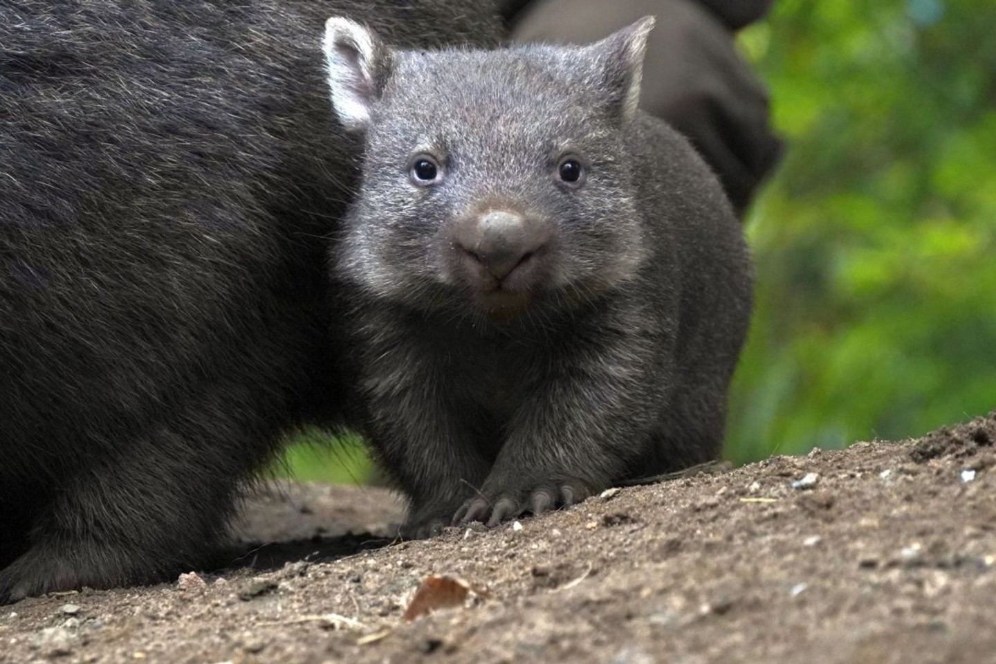 Der Wombat-Nachwuch im Zoo Hannover.